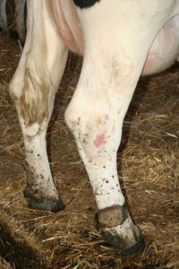 Tarsite: alopercie du tarse