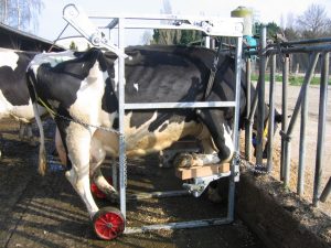 anterieur cage cornadis