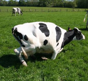 Lever de la vache