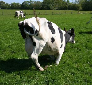 Lever de la vache