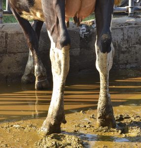 Vache avec suppression d'appui des anterieurs