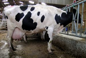 Vache au cornadis avec ligne de dos arrondie