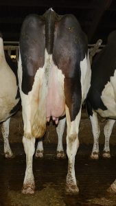 Vache avec de bons aplombs