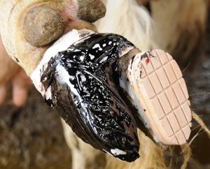 Pansement - parage curatif