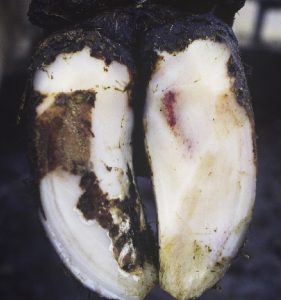 Bleime circonscrite