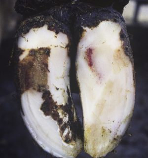 Bleime circonscrite