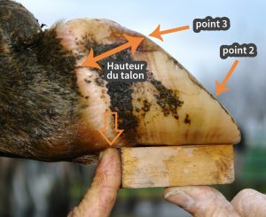 Mesure longueur onglon interne - technique