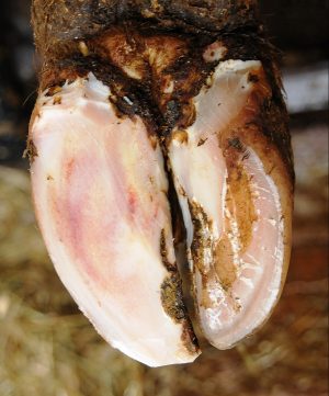 Bleime diffuse