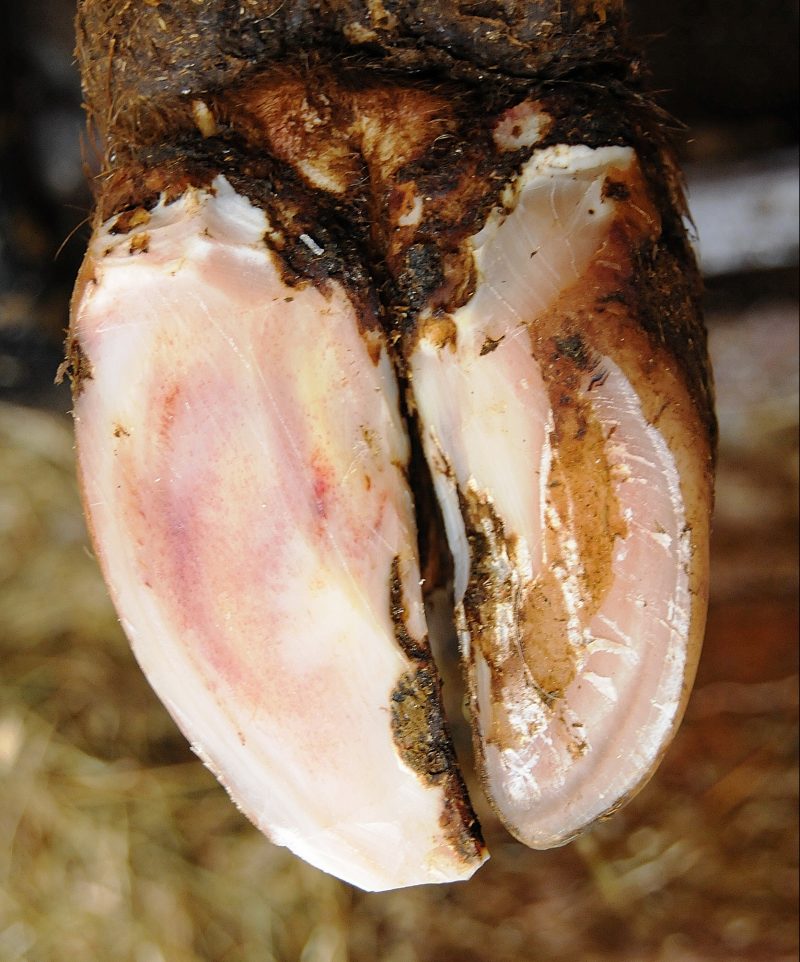 Bleime diffuse