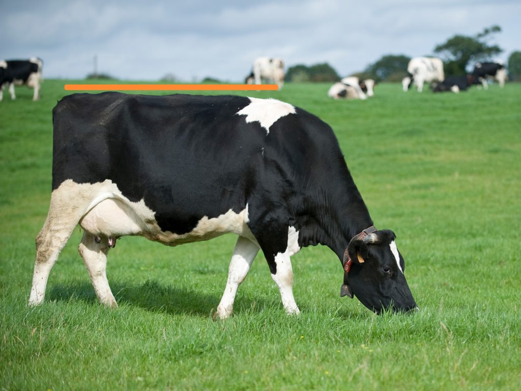 Vache au pâturage, ligne de dos droit | Boiteries des bovins