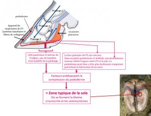 Anatomie de la 3e phalange et zone typique de la sole (M. Delacroix, inspiré de S. Mason)
