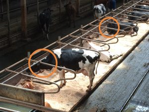 Exemple de logettes mal réglées, barre au garrot